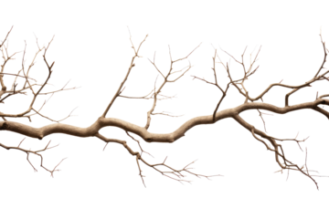 Dry tree branches on transparent background