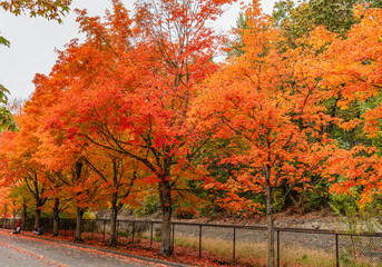 Park Autumn Leaves 11