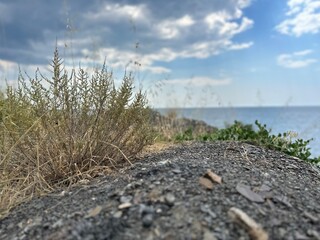 beach and grass