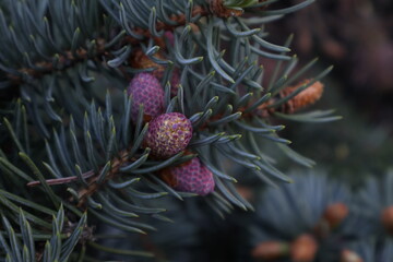 Pine macro