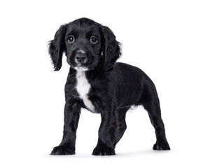 Cute English working cocker spaniel dog puppy, standing side ways. Looking towards camera. Isolated...
