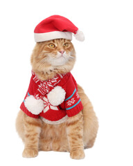 Studio portrait of a Santa Claus cat against a white backdground. Red cat wearing warm sweater and  scarf. Happy New Year 2025. Greeting card.Merry Christmas 