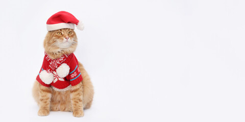 Studio portrait of a Santa Claus cat against a white backdground. Red cat wearing warm sweater and  scarf. Happy New Year 2025. Greeting card. Copy space. Merry Christmas 