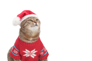 Gray Santa Claus cat against a white backdground. Kitten wearing warm sweater looking up. Cat ready for cold winter. Happy New Year 2025. Greeting card. Merry Christmas. 