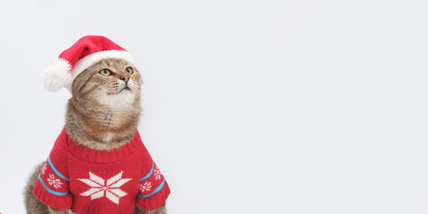 Gray Santa Claus cat against a white backdground. Kitten wearing warm sweater looking up. Cat ready for cold winter. Happy New Year 2025. Greeting card. Merry Christmas. Copy space.