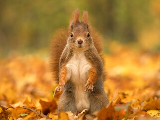 Squirrel Gathering Nuts in Autumn Forest
