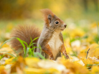Squirrel Gathering Nuts in Autumn Forest