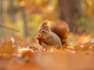 Squirrel Gathering Nuts in Autumn Forest