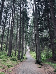 Path in the woods