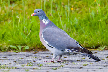 Ringeltaube bei der Futtersuche auf einer Wiese