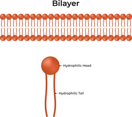 Micelle Hydrophilic Head and Hydrophilic Tail