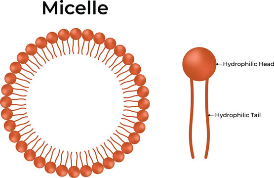 Micelle Hydrophilic Head and Hydrophilic Tail