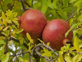 The pomegranate (Punica granatum) in the autumn park.