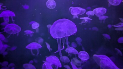 Purple Jellyfish in Deep Blue Water