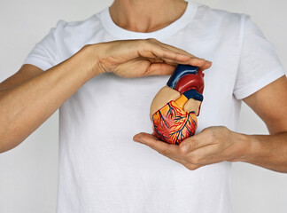 Woman holding a model of a human heart on a white background
