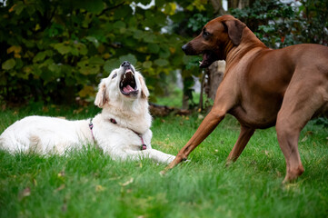 Hunde spielen im Gr&uuml;nen. Retriever und Ridgeback