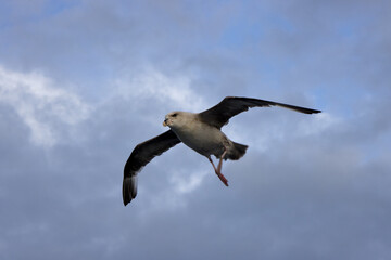 Northern Fulmar Bird Flying Over Sea in Arctic