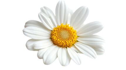 Chamomile flower isolated png