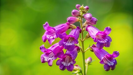 Obraz premium purple penstemon flower on green background from aerial view