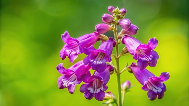 purple penstemon flower on green background from aerial view