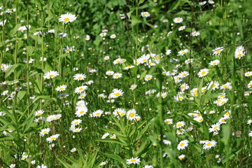 oxeye daisies