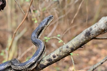 snake on a tree branch