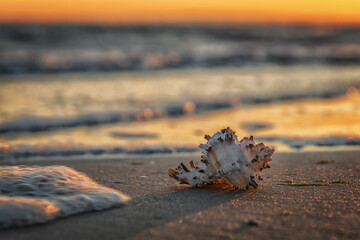 Muschel am Strand