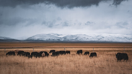 Tibetan pasturing area