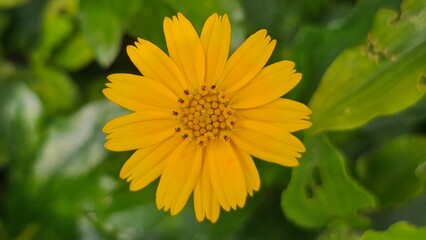 Creeping wedelia, Creeping daisy, Singapore daisy, Compositae flower macro, closeup on the plant.