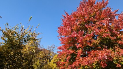 red autumn trees