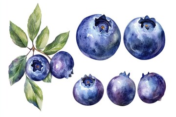 Obraz premium Watercolor Blueberry Varieties Illustration Collection on White Background