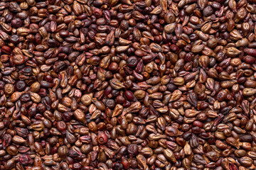 Obraz premium Close-up of grape seeds with varied textures and earthy tones. Red wine and white wine grape seed. Natural surface as textured background. Top view.