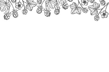 Vector banner with engraved Cloudberry fruit plant. Hand drawn card with Rubus chamaemorus berry for text. Botanical border for design, logo, sign, print, paper, card, template. Healthy food, medicine