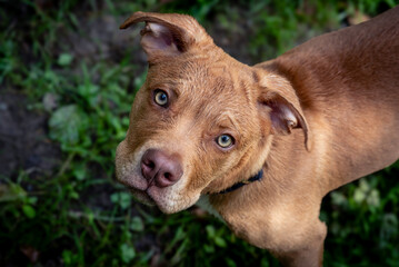 Treu nach oben blickender brauner Hund