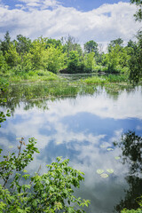 A river in the wild in summer