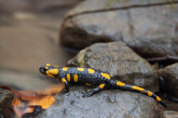 Salamander lizard by a stream.