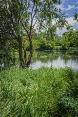 A river in the wild in summer