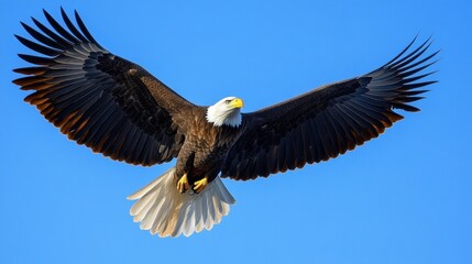 Naklejka premium A majestic bald eagle soaring against a clear blue sky, its wings fully spread.
