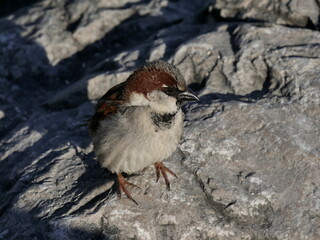 one house sparrow portrait on the rock in afternoon light, european bird, passer domesticus