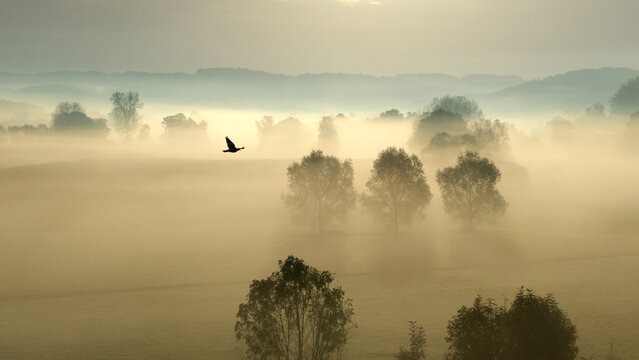 Nebel-Auen mit Kr&auml;he