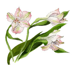 Watercolor sketch of astromelia isolated on white background