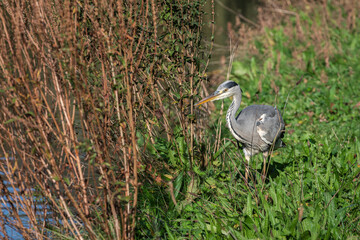 An adult grey heron (Ardea cinerea) walks along the shore, choosing a place for fishing