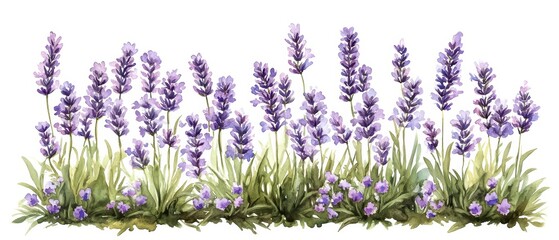 Naklejka premium Lavender flowers in bloom, white isolated background.