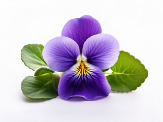 Violet flower isolated on white background. Violet isolated. Violet  perfume flower, perfume flower...