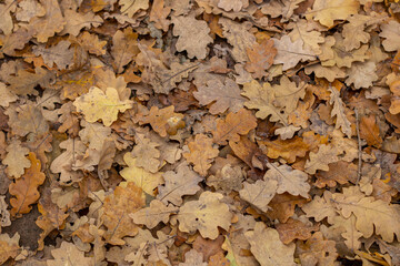 Autumn background in brown tones from dry oak leaves