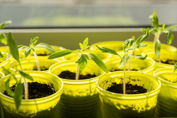 Close up shot of tomato seedlings in yellow plastic cups at home on a windowsill.