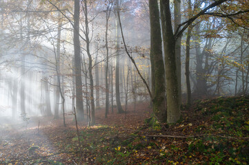 Sunbeams in fog in an autumn forest