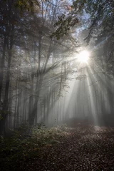 Sunbeams in fog in an autumn forest