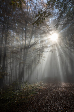 Fototapeta Sunbeams in fog in an autumn forest