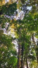 Fototapeta premium forest in the morning